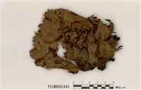 藏品(長根地卷)的圖片